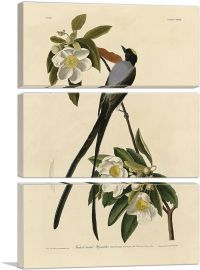Fork-Tailed Flycatcher-3-Panels-60x40x1.5 Thick