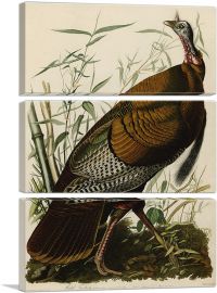 Great American Cock - Wild Turkey-3-Panels-90x60x1.5 Thick