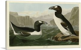 Great Auk - Pinguinus Impennis-1-Panel-60x40x1.5 Thick