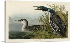 Great Northern Diver - Loon-1-Panel-40x26x1.5 Thick