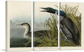 Great Northern Diver - Loon-3-Panels-60x40x1.5 Thick