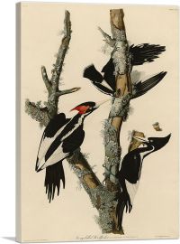 Ivory-Billed Woodpecker-1-Panel-40x26x1.5 Thick