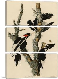 Ivory-Billed Woodpecker-3-Panels-60x40x1.5 Thick
