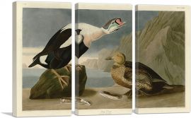 King Duck-3-Panels-90x60x1.5 Thick