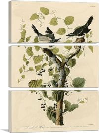 Loggerhead Shrike-3-Panels-90x60x1.5 Thick