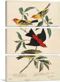 Louisiana Scarlet Tanager-3-Panels-60x40x1.5 Thick