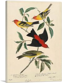 Louisiana Scarlet Tanager-1-Panel-18x12x1.5 Thick