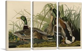 Mallard Duck-3-Panels-90x60x1.5 Thick