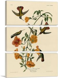 Mangrove Humming Bird-3-Panels-60x40x1.5 Thick