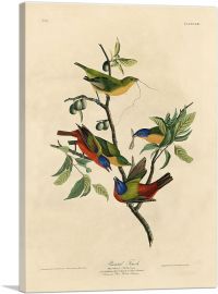 Painted Finch-1-Panel-40x26x1.5 Thick