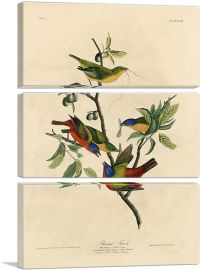Painted Finch-3-Panels-60x40x1.5 Thick