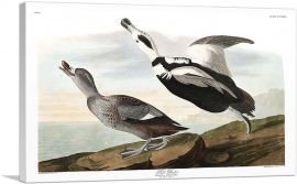 Pied Duck-1-Panel-26x18x1.5 Thick