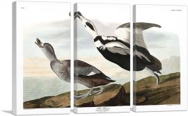 Pied Duck-3-Panels-90x60x1.5 Thick