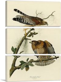 Red Shouldered Hawk-3-Panels-60x40x1.5 Thick