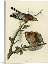 Red Shouldered Hawk-1-Panel-26x18x1.5 Thick