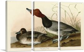 Red-Headed Duck-3-Panels-90x60x1.5 Thick