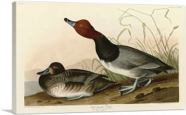 Red-Headed Duck-1-Panel-60x40x1.5 Thick