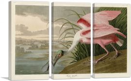 Roseate Spoonbill-3-Panels-60x40x1.5 Thick