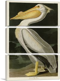 American White Pelican-3-Panels-60x40x1.5 Thick