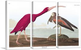 Scarlet Ibis-3-Panels-90x60x1.5 Thick