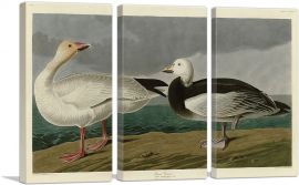 Snow Goose-3-Panels-90x60x1.5 Thick