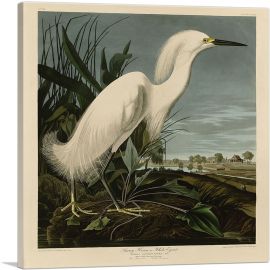 Snowy Heron - White_Egret-1-Panel-18x18x1.5 Thick