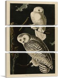 Snowy Owl-3-Panels-60x40x1.5 Thick