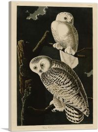 Snowy Owl-1-Panel-26x18x1.5 Thick