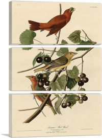 Summer Tanager - Summer Red Bird-3-Panels-60x40x1.5 Thick