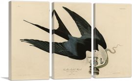 Swallow-Tailed Hawk-3-Panels-90x60x1.5 Thick