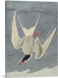 Arctic Tern-1-Panel-12x8x.75 Thick