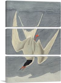 Arctic Tern-3-Panels-90x60x1.5 Thick