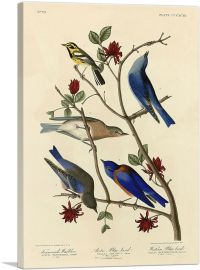 Townsend's Warbler - Arctic Blue-Bird - Western Blue-Bird-1-Panel-60x40x1.5 Thick