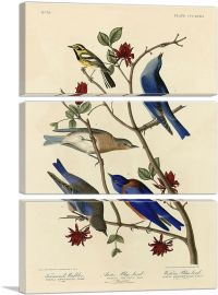 Townsend's Warbler - Arctic Blue-Bird - Western Blue-Bird-3-Panels-60x40x1.5 Thick