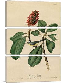 Warbler Bird on a Magnolia Branch-3-Panels-60x40x1.5 Thick