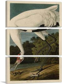 Whooping Crane-3-Panels-90x60x1.5 Thick