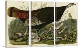 Wild Turkey-3-Panels-60x40x1.5 Thick