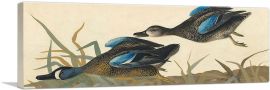 Blue-Winged Teal Panoramic-1-Panel-48x16x1.5 Thick