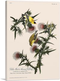 American Goldfinch-1-Panel-26x18x1.5 Thick