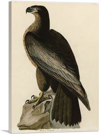 Bald Eagle - Bird of Washington-1-Panel-26x18x1.5 Thick