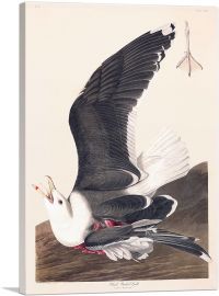 Backed Gull-1-Panel-18x12x1.5 Thick