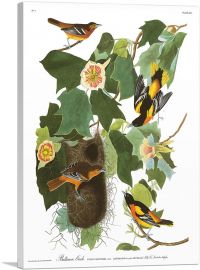 Baltimore Oriole-1-Panel-18x12x1.5 Thick