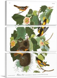 Baltimore Oriole-3-Panels-60x40x1.5 Thick