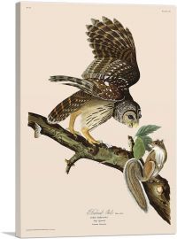 Barred Owl-1-Panel-60x40x1.5 Thick