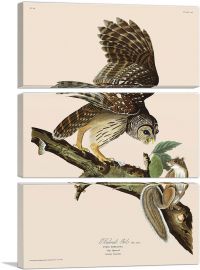 Barred Owl-3-Panels-90x60x1.5 Thick