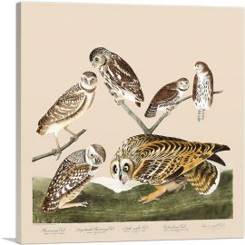 Burrowing Owls-1-Panel-18x18x1.5 Thick