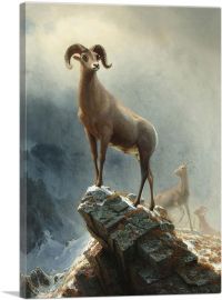 Rocky Mountain Big Horn Sheep 1882