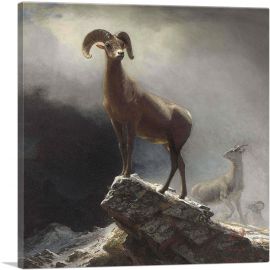 Rocky Mountain Big Horn Sheep 1884-1-Panel-18x18x1.5 Thick