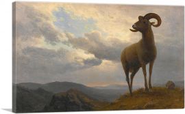 Bighorn Sheep 1876-1-Panel-18x12x1.5 Thick