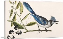 Crested Jay-1-Panel-18x12x1.5 Thick